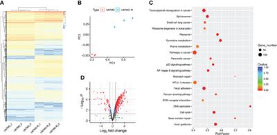 DNA Damage Response Evaluation Provides Novel Insights for <mark class="highlighted">Personalized Immunotherapy</mark> in Glioma